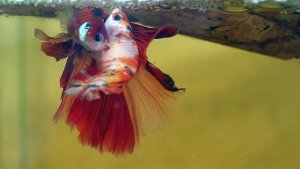 Read more about the article Can Male And Female Betta Fish Live Together<span class="wtr-time-wrap after-title"><span class="wtr-time-number">8</span> min read</span>