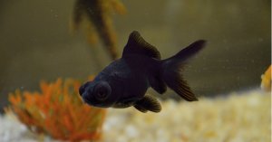 Read more about the article Top Three Black Goldfish Types<span class="wtr-time-wrap after-title"><span class="wtr-time-number">7</span> min read</span>