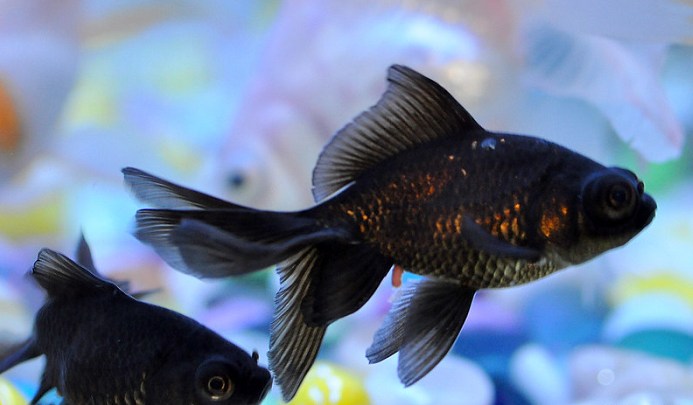 Environmental conditions of black goldfish 