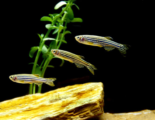 Zebra danio glofish