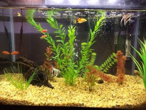 Read more about the article 10 Best Angelfish Tank Mates<span class="wtr-time-wrap after-title"><span class="wtr-time-number">8</span> min read</span>