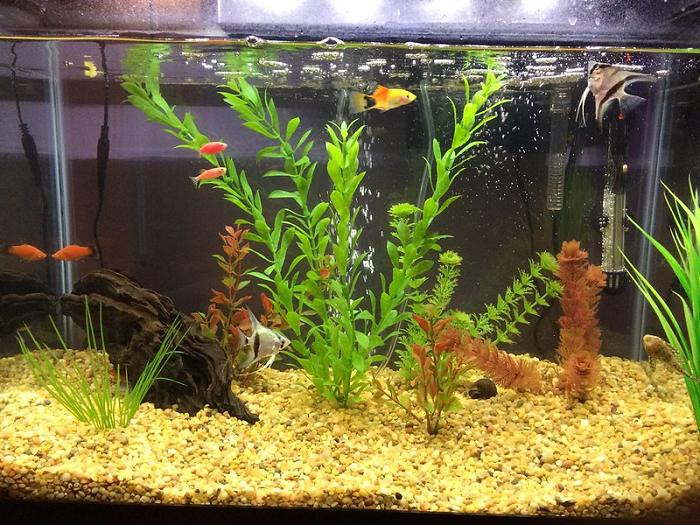 best tank mates for angelfish