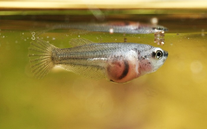 Are baby betta fish difficult to raise?