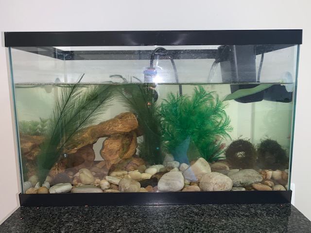 Do betta fish need filters and heaters?