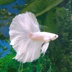 White Betta Fish Care Guide