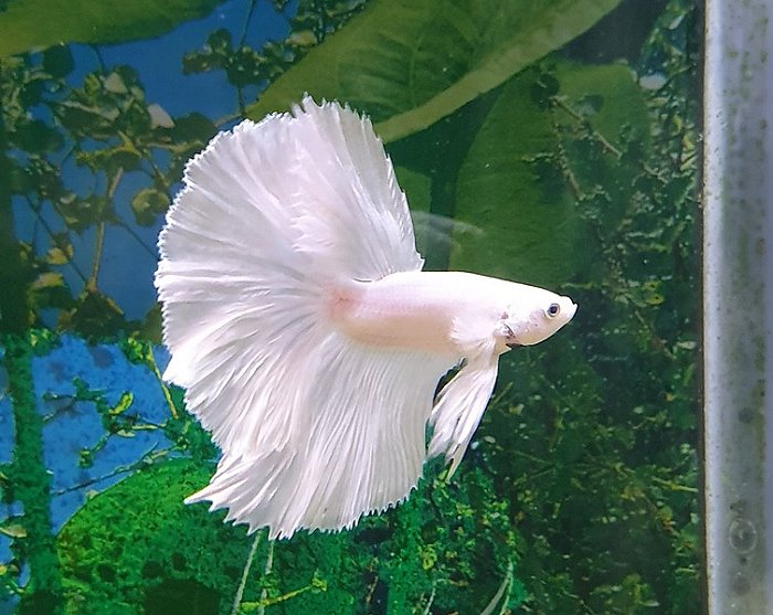 White Betta Fish Care Guide