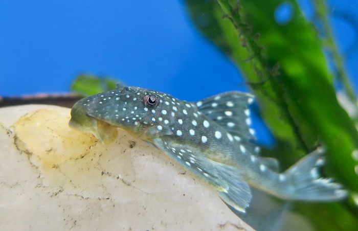 Blue Phantom Pleco