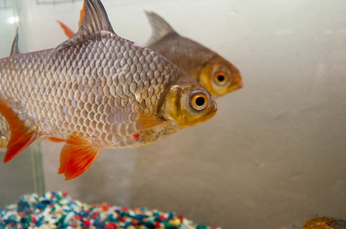 Caring for tinfoil barb fish