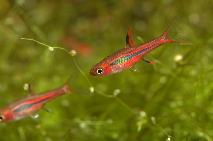 Chili Rasbora