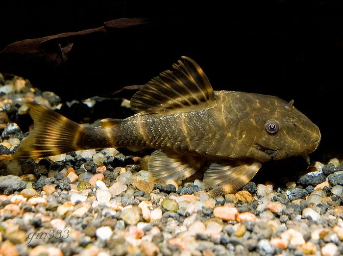 Clown Pleco