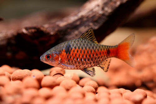 What is the Full Size and Lifespan of Odessa Barb?