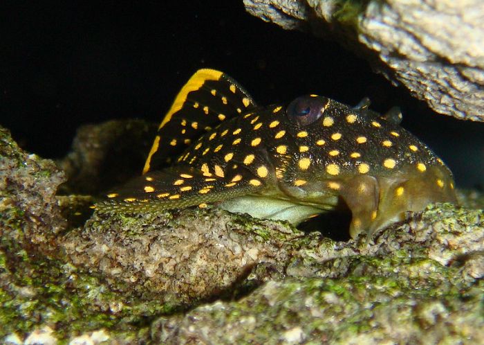 Gold Nugget Pleco