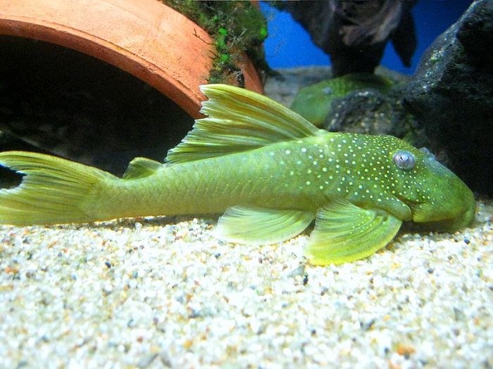 Green Phantom Pleco