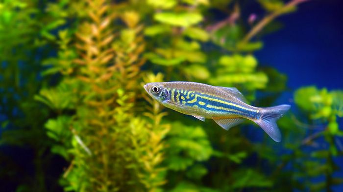 How does the zebra danios pregnancy work