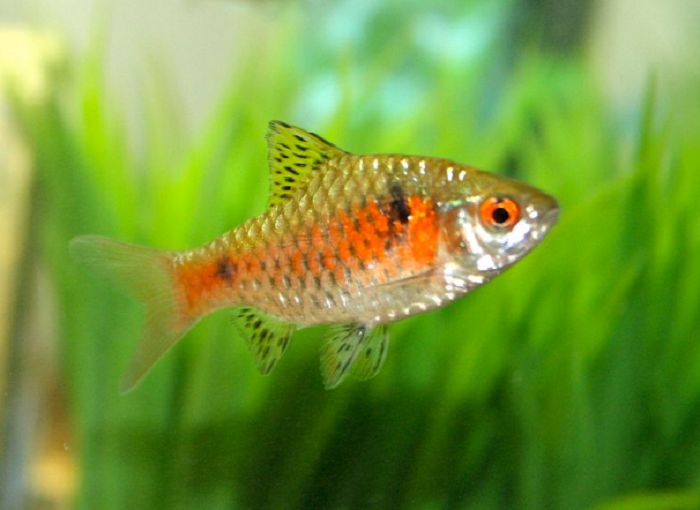 Health issues and treatment of Odessa barbs