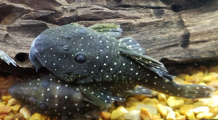 Peppermint Pleco