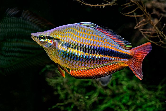 Rainbowfish