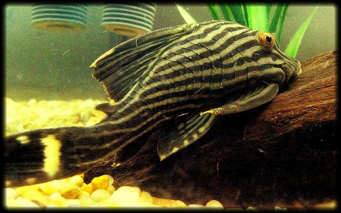 Royal Pleco