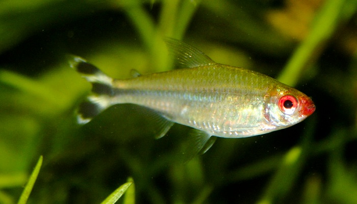 Rummynose Tetra