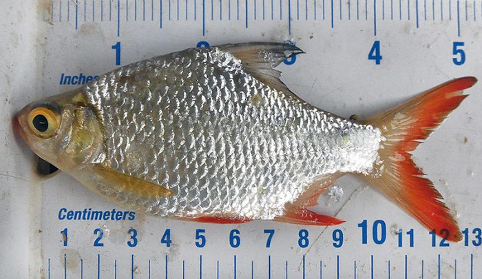 Size and lifespan of the tinfoil barb fish