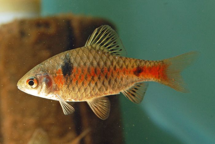 Temperament and behaviour of the odessa barb