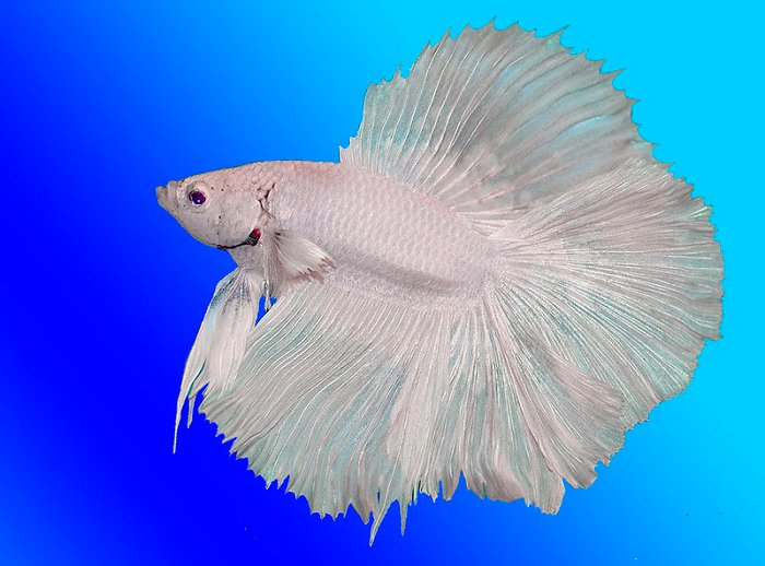 The White betta fish