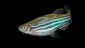 Read more about the article Is My Zebra Danio Pregnant?<span class="wtr-time-wrap after-title"><span class="wtr-time-number">6</span> min read</span>