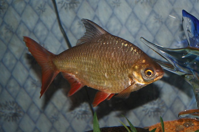 Common pests and diseases in tinfoil barb