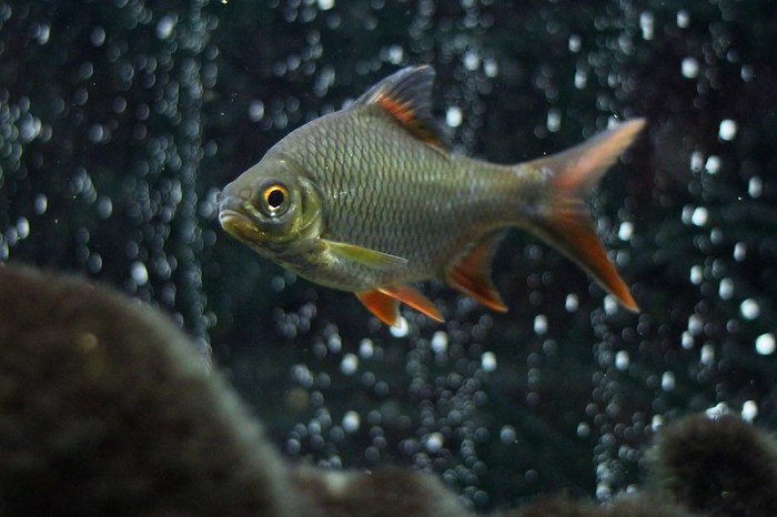 Tinfoil barb hot sale care