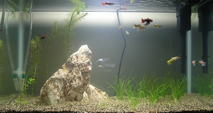 Betta fish fry tank setup