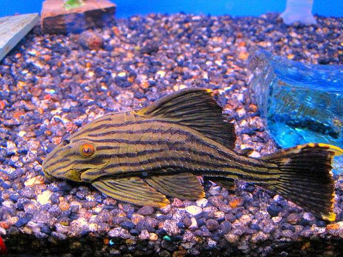 Pleco fish