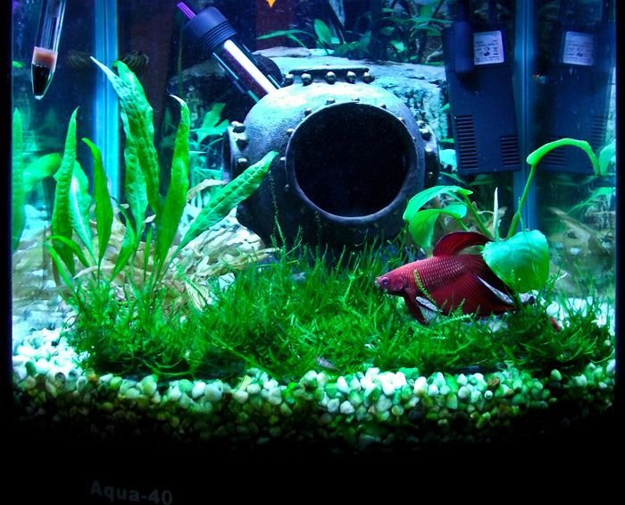 Betta fish tankmates and aggression