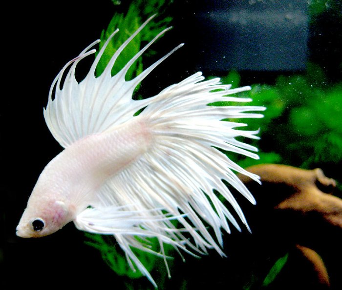 Temperament in white betta fish 