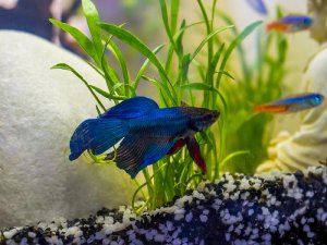 Read more about the article 10 Best Betta Fish Tankmates<span class="wtr-time-wrap after-title"><span class="wtr-time-number">9</span> min read</span>