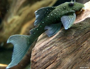 Read more about the article 7 Recommended Pleco Fish For Your Aquarium<span class="wtr-time-wrap after-title"><span class="wtr-time-number">14</span> min read</span>