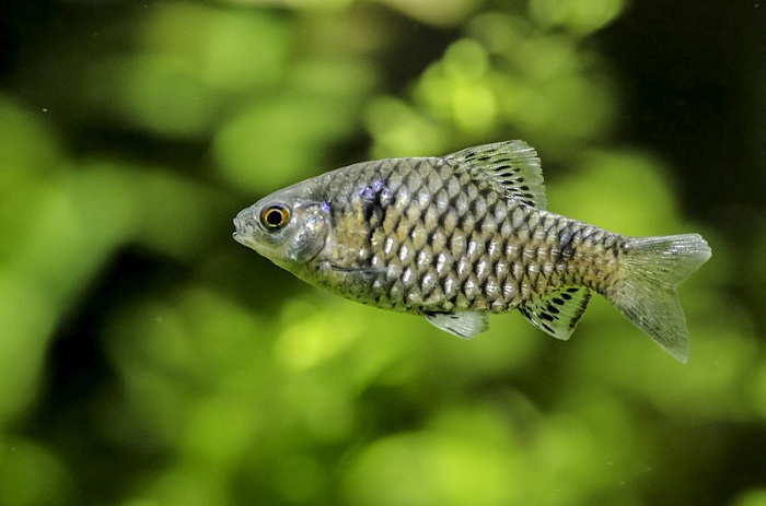 Odessa barb fish species