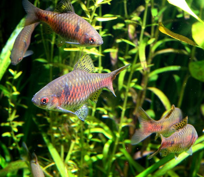 Feeding your odessa barbs