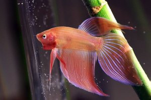 Read more about the article Pink Betta Fish Care Guide<span class="wtr-time-wrap after-title"><span class="wtr-time-number">9</span> min read</span>