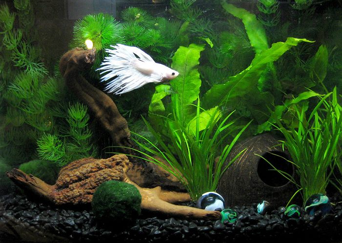 Tank set up of white betta fish