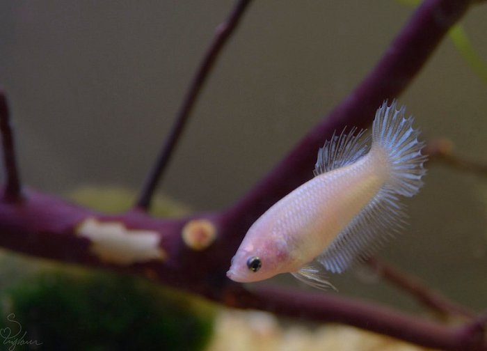 Breeding of white betta fish 