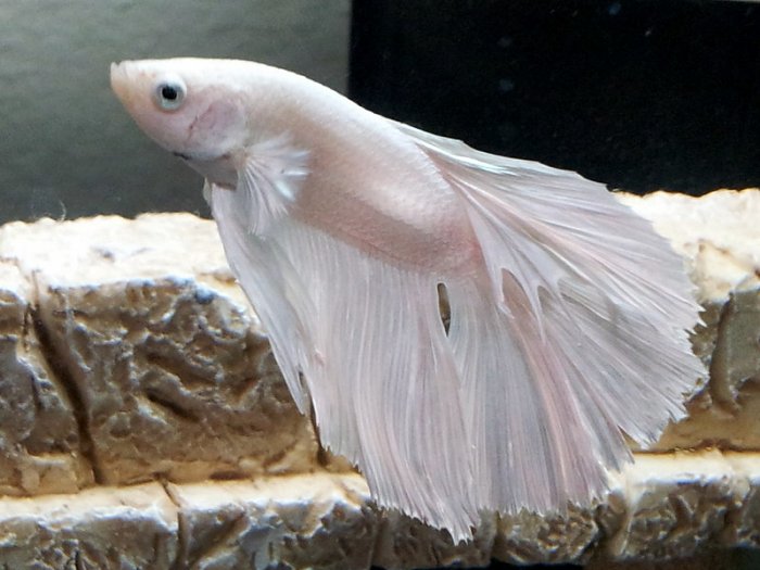 Common health issues in white betta fish 