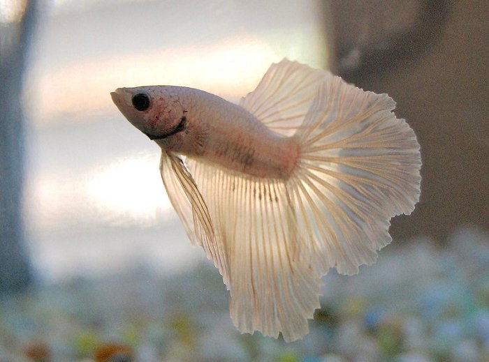 Size of white betta fish