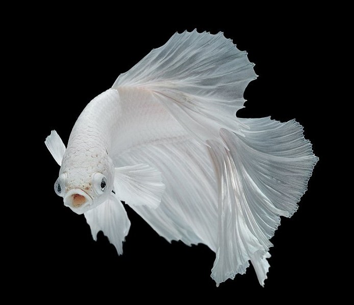 Choosing a healthy white betta fish