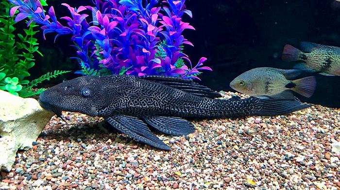 Common pests and diseases of pleco fish