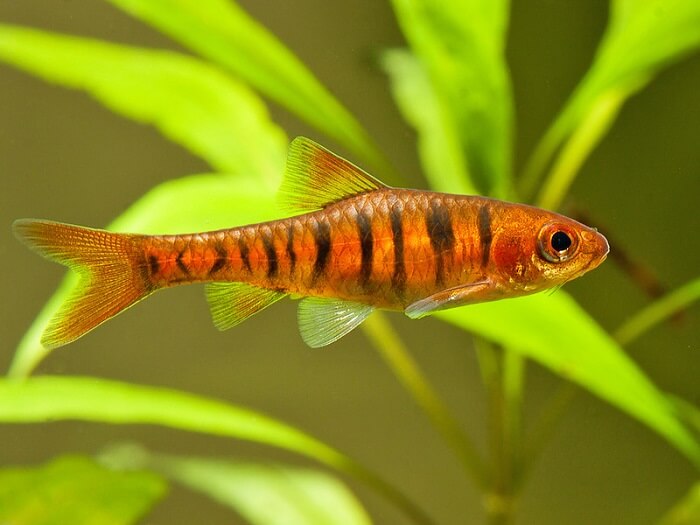 African Banded Barb