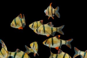 Read more about the article Best 7 Barbs For Your Community Aquarium<span class="wtr-time-wrap after-title"><span class="wtr-time-number">14</span> min read</span>