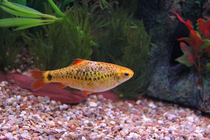 Are Gold Barbs Freshwater Fish?