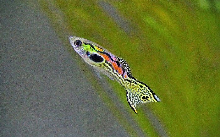 Behavior and temperament of endler guppies