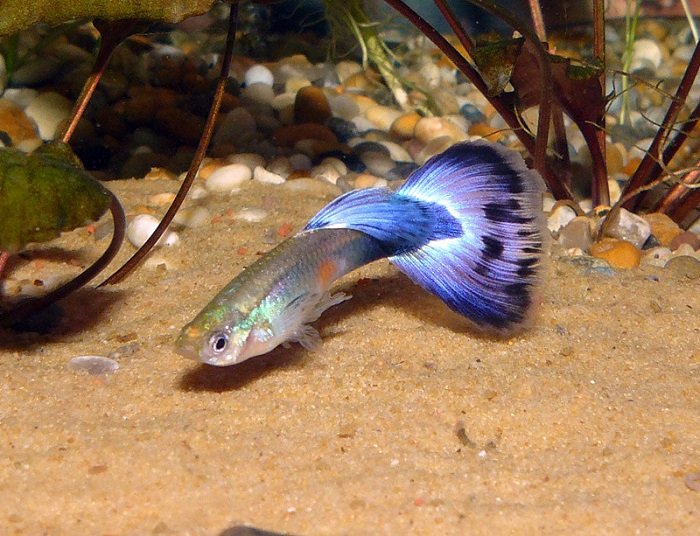 Are blue guppies expensive?