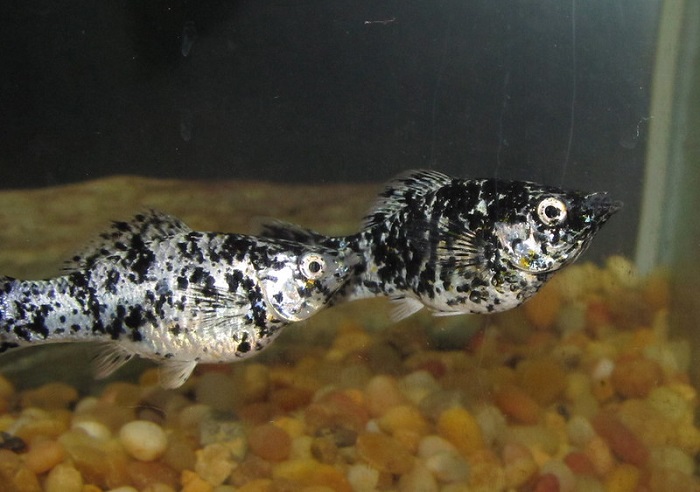 Breeding dalmatian mollies